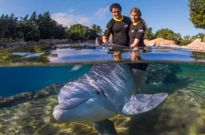Discovery Cove® Package